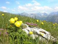 pełniki europejskie (Trollius europaeus)