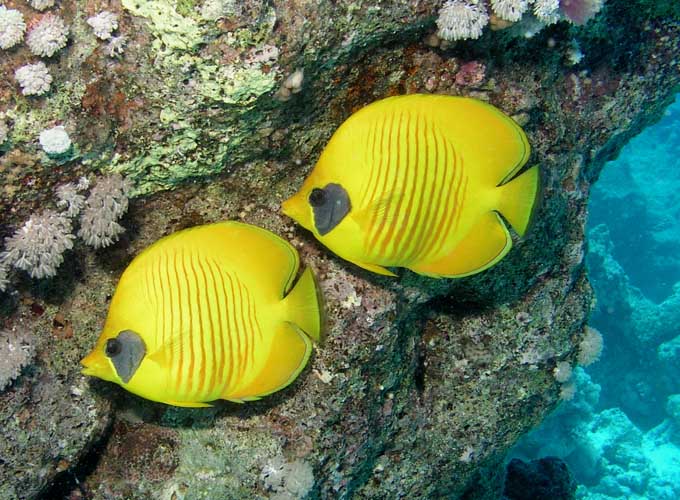 Butterflyfish