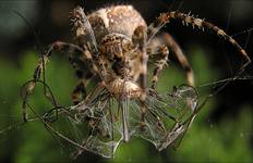 Arachnofobia...III