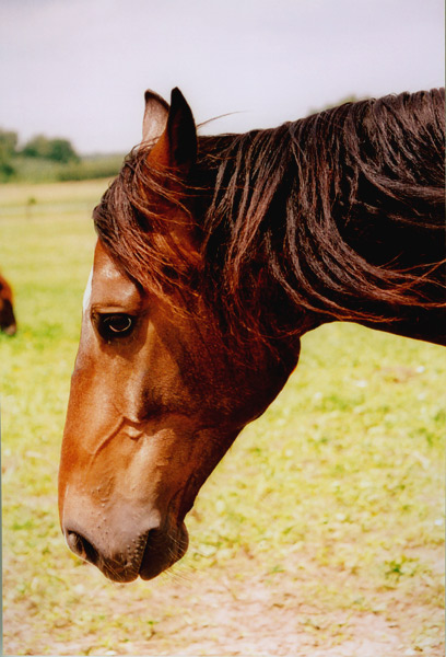 konik