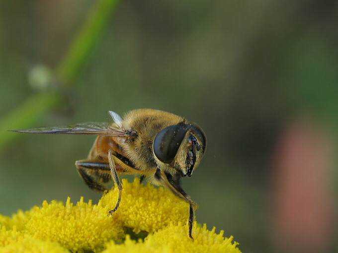 Gnojka trutniowata (Eristalis tenax)