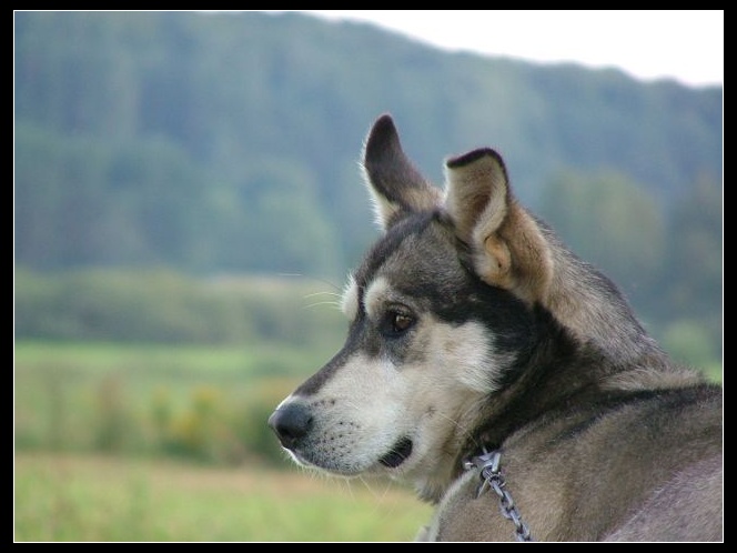 Tęsknota za wolnością