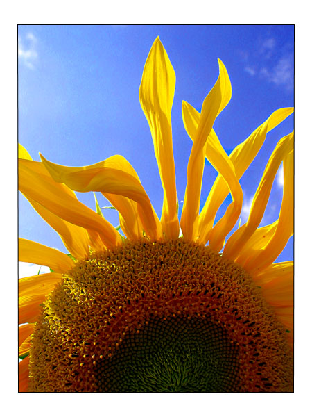 sunflower