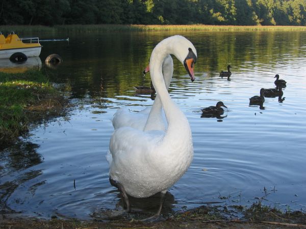 Labądek