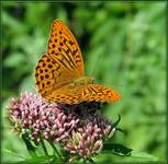 Dostojka malinowiec (Argynnis paphia)