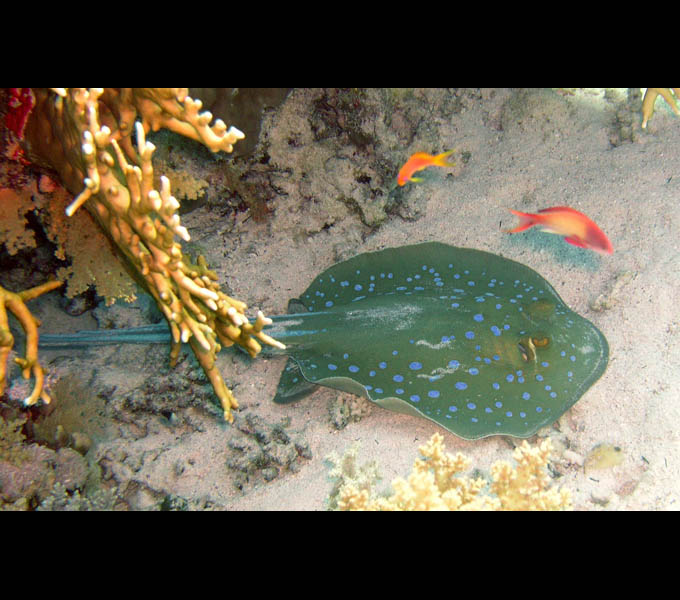 Bluespotted Stingray - Ogończa nakrapiana