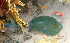 Bluespotted Stingray - Ogończa nakrapiana