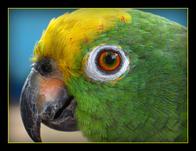 United Colors of Los Llanos