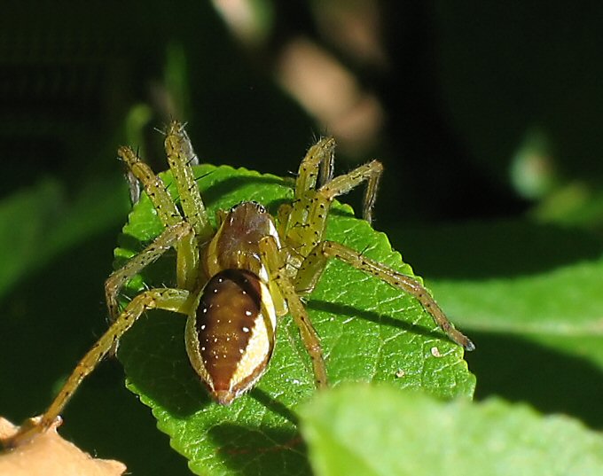 Bagnik -Dolomedes fimbriatus