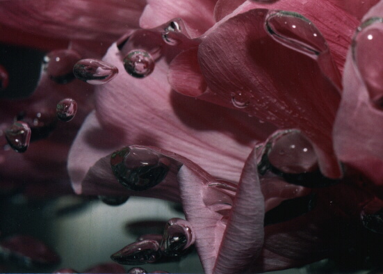 Flowers in water II