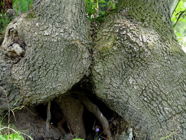 Natura się na nas......