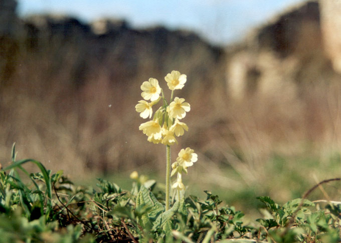 Samotnik