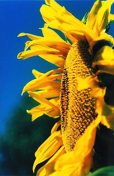 sunflower 2/2