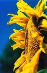 sunflower 2/2