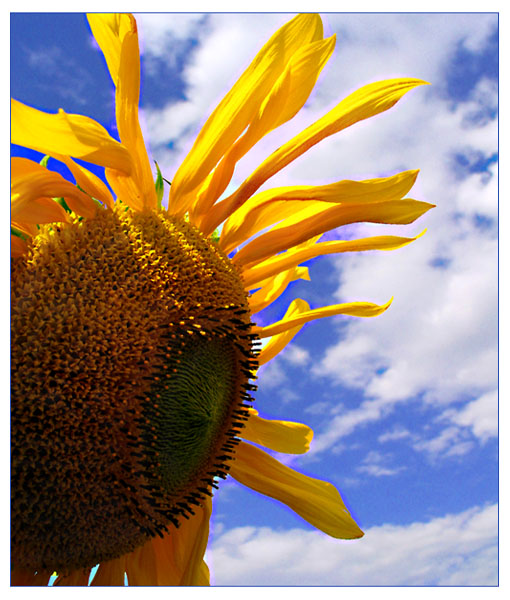 sunflower II