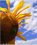 sunflower II