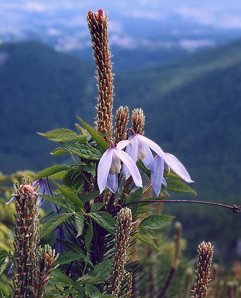 Powojnik alpejski