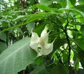 Datura