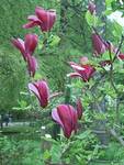 Magnolia purpurowa