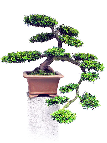 Bonsai