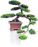 Bonsai