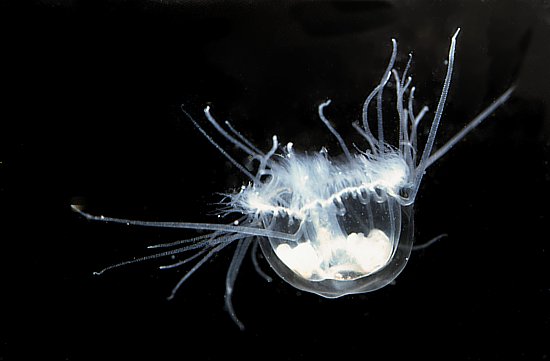 meduza