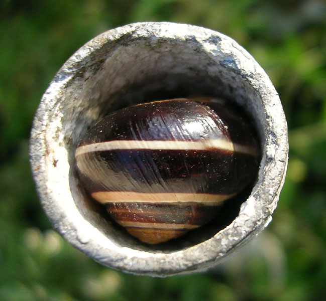 inside pipe