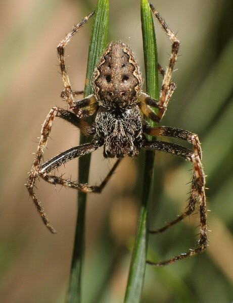 Kołosz Szczelinowy (Nuctenea umbratica)