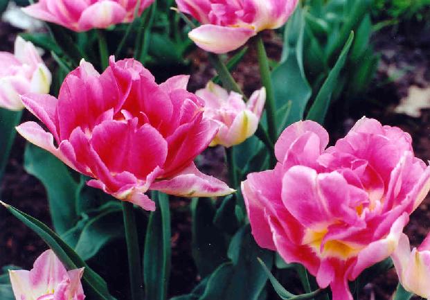 tulipany