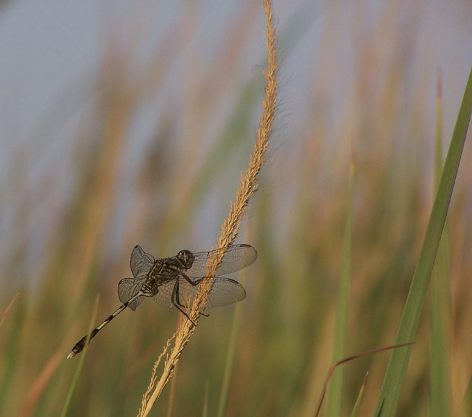 ważka