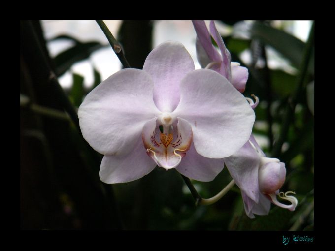 orchid 1