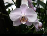 orchid 1