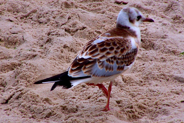 Mewcia (Laridae)