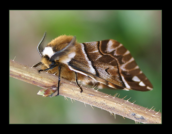 Endromis versicolora