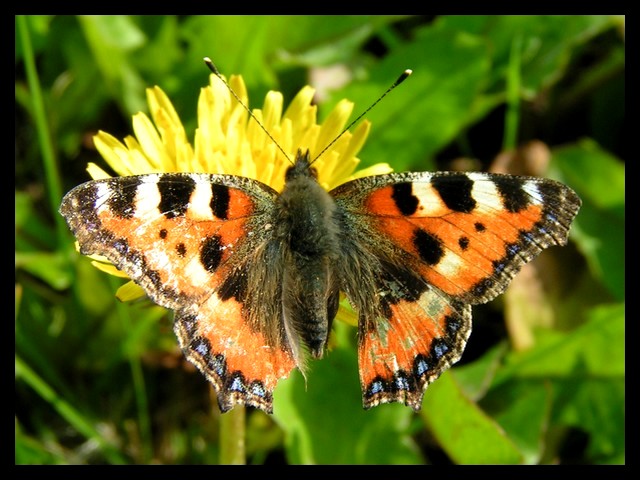 Motyl II