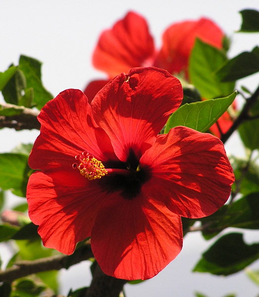 Hibiskus