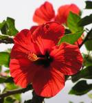 Hibiskus