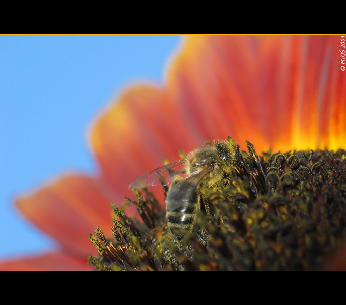 Fields of gold