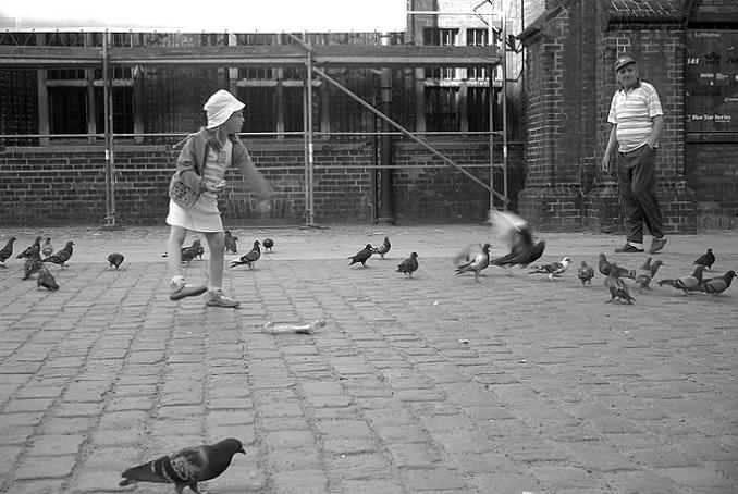 gołębi break-dance