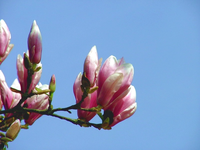 Magnolia