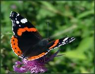 Rusałka admirał (Vanessa atalanta)