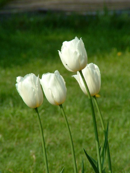 tulipany