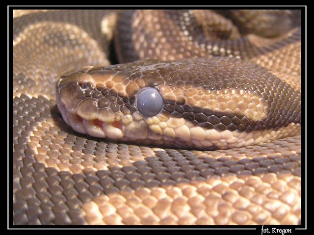 Python Regius