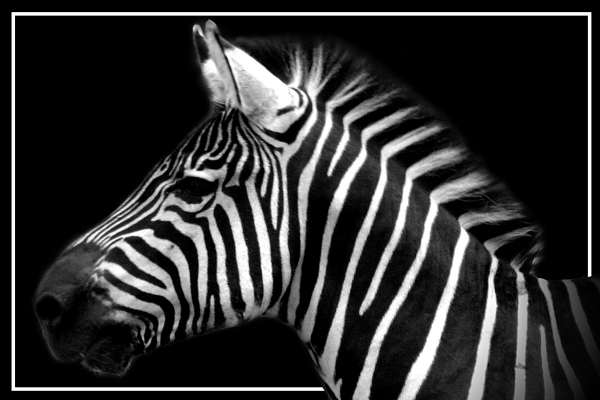 zebra