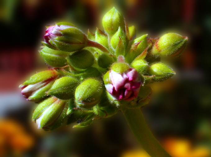 Pelargonia