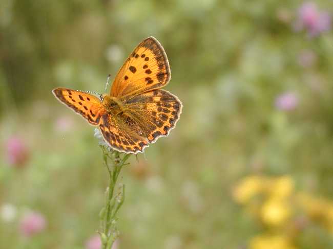 motyl