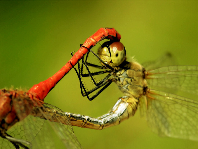 Szablak krwisty (Sympetrum sanguineum) i Szablak żółtawy (Sympetrum flaveolum)