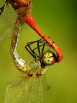 Szablak krwisty (Sympetrum sanguineum) i Szablak żółtawy (Sympetrum flaveolum)