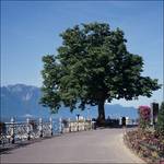 Vevey (2004)