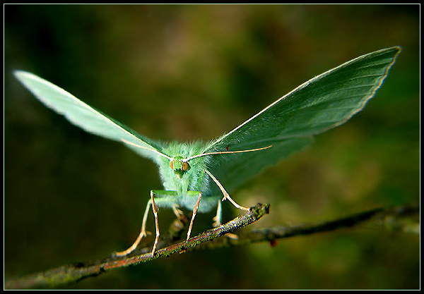 Geometria papilionaria-Zielony listek